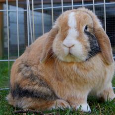 Kanin |DV| Aras´ Piccoli