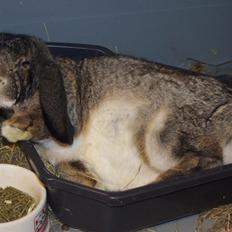 Kanin Mundo Fransk vædder