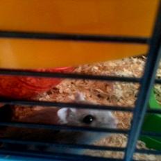 Dværghamster Mille R.I.P