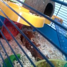 Dværghamster Mille R.I.P