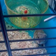 Dværghamster Mille R.I.P