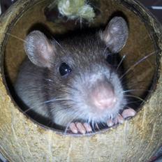 Tamrotte Guldbæks Prins Valdemar