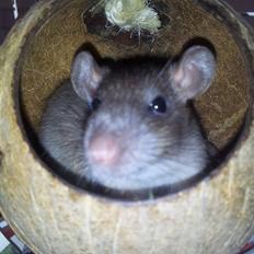 Tamrotte Guldbæks Prins Valdemar