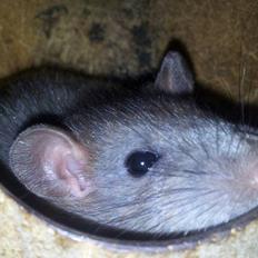 Tamrotte Guldbæks Prins Valdemar