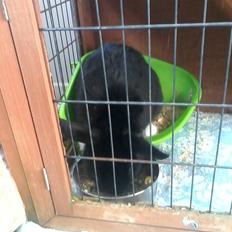 Kanin Buster