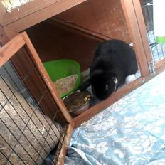 Kanin Buster
