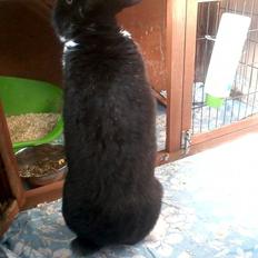 Kanin Buster
