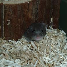 Mus Lux Biscuit [Himmelgnaver]