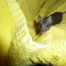 Mus Lux Biscuit [Himmelgnaver]