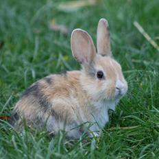 Kanin Players Nivalis af Flora