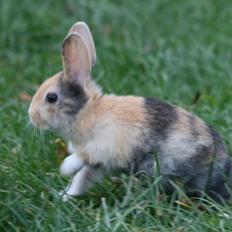 Kanin Players Nivalis af Flora