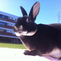 Kanin $ The Caramel Cody $  *Cody*