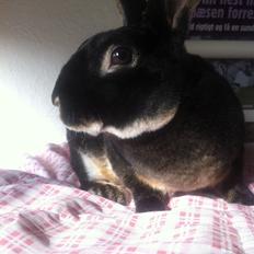 Kanin $ The Caramel Cody $  *Cody*