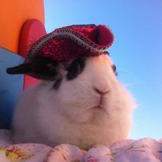 Kanin $ Gumle $  •Babyen•