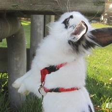 Kanin $ Gumle $  •Babyen•