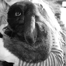 Kanin Kanin-Lysten's Manse