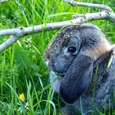 Kanin Kanin-Lysten's Toffi Fee