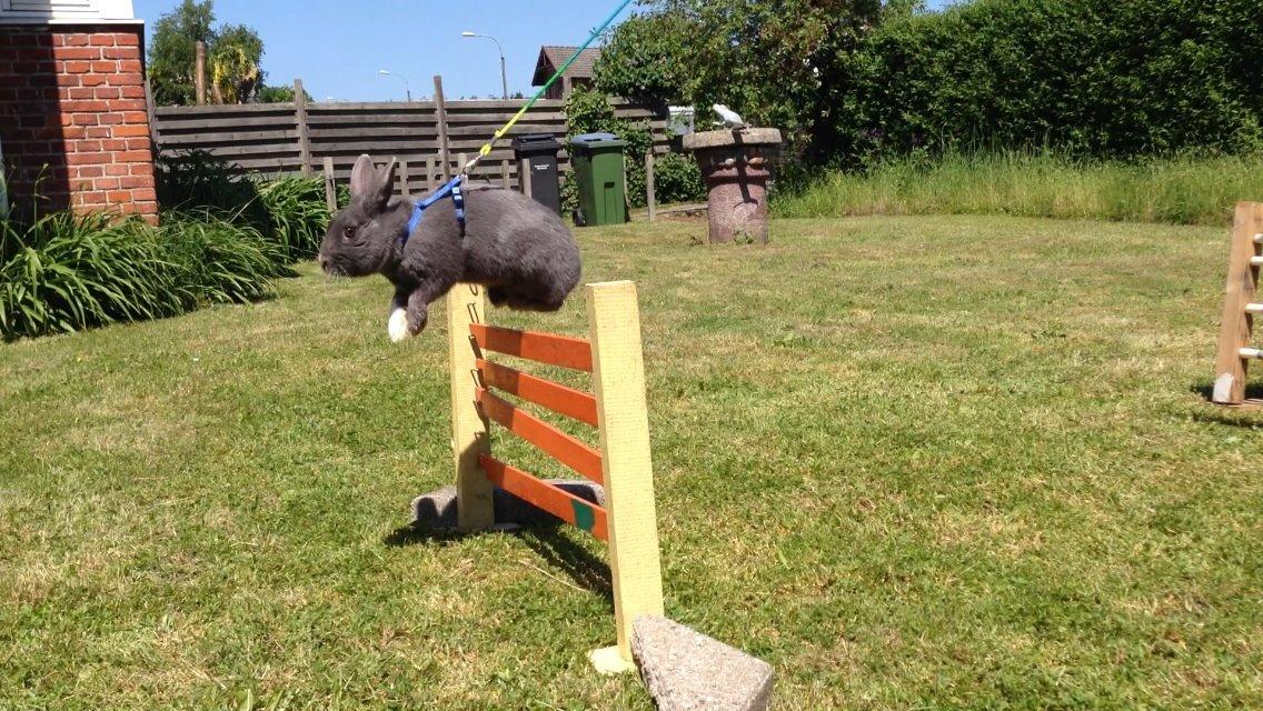 Kanin Blue Lightning billede 1