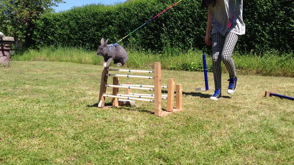 Kanin Blue Lightning billede 2