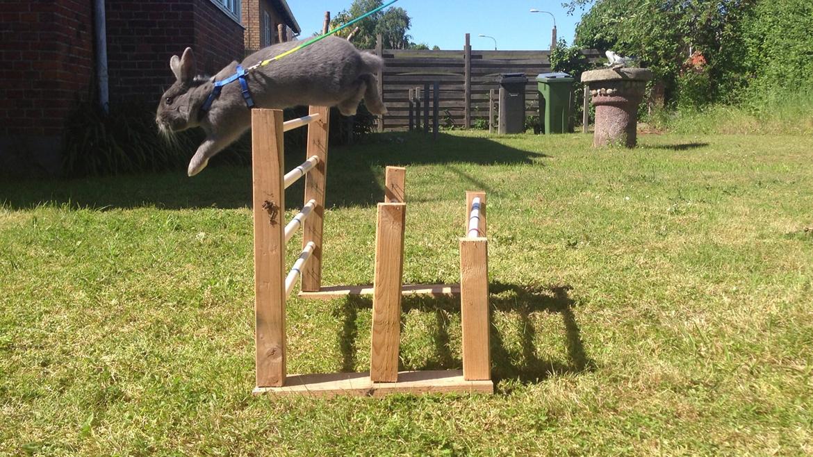 Kanin Blue Lightning billede 4