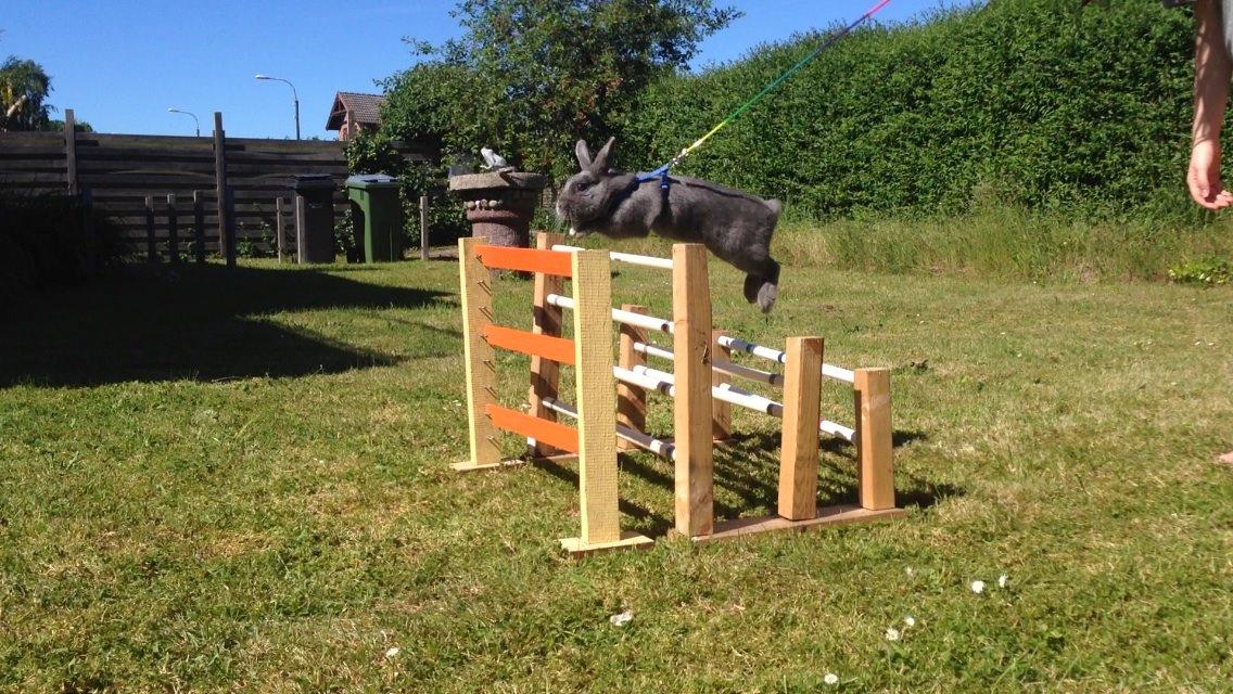 Kanin Blue Lightning billede 5