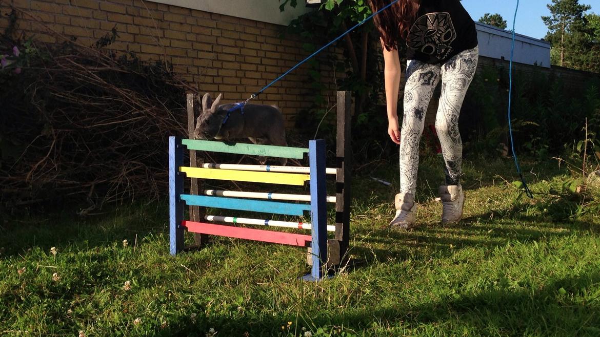 Kanin Blue Lightning billede 6