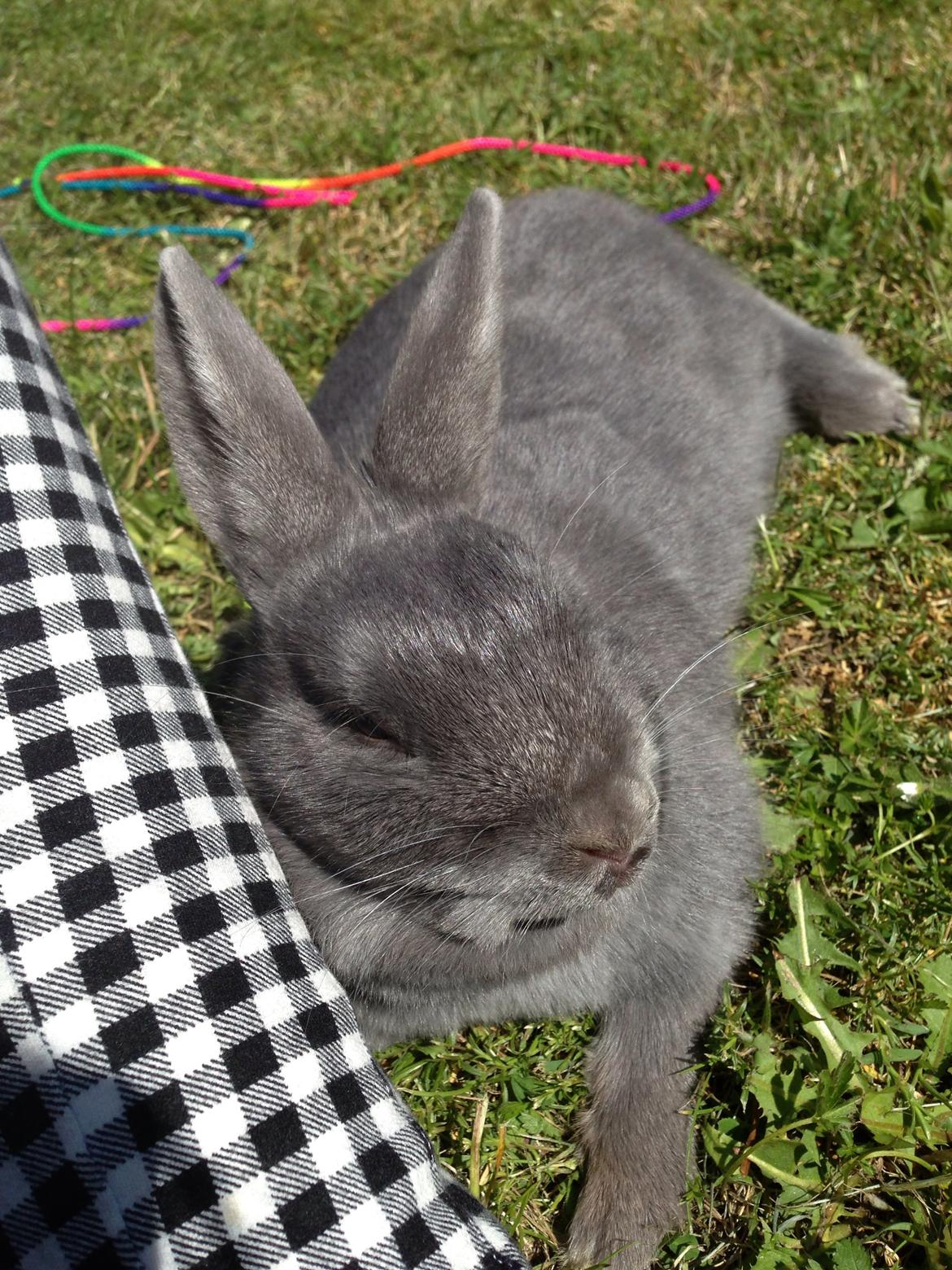 Kanin Blue Lightning billede 7