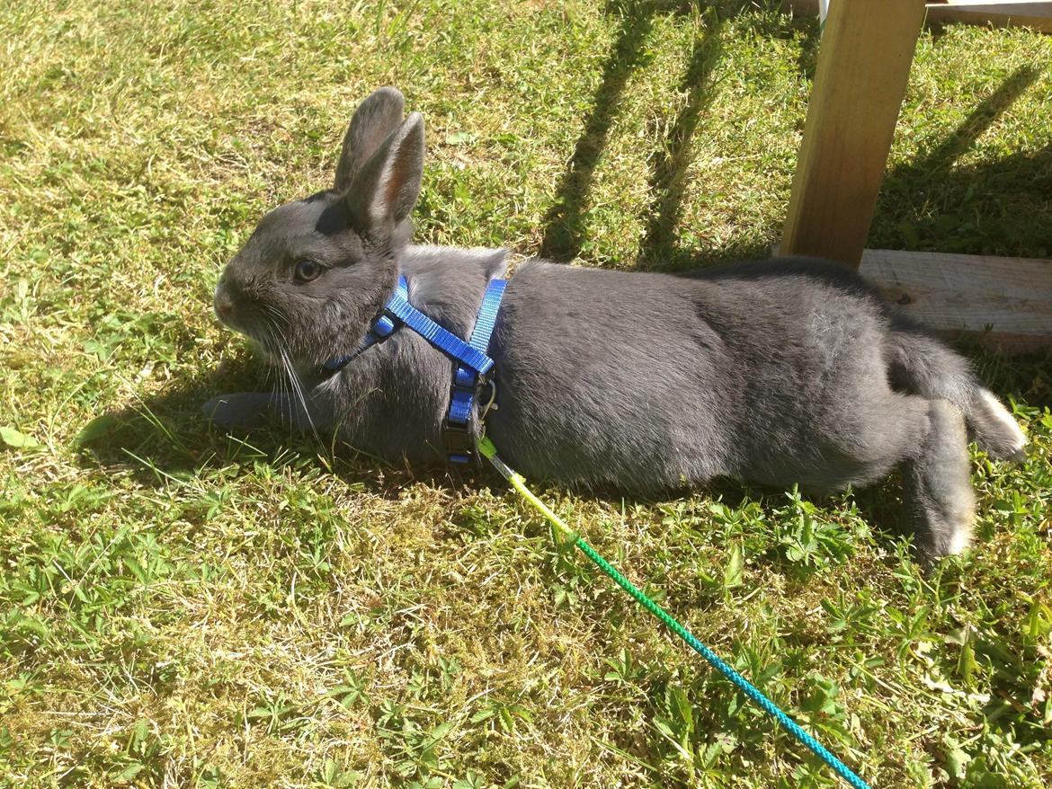 Kanin Blue Lightning billede 8