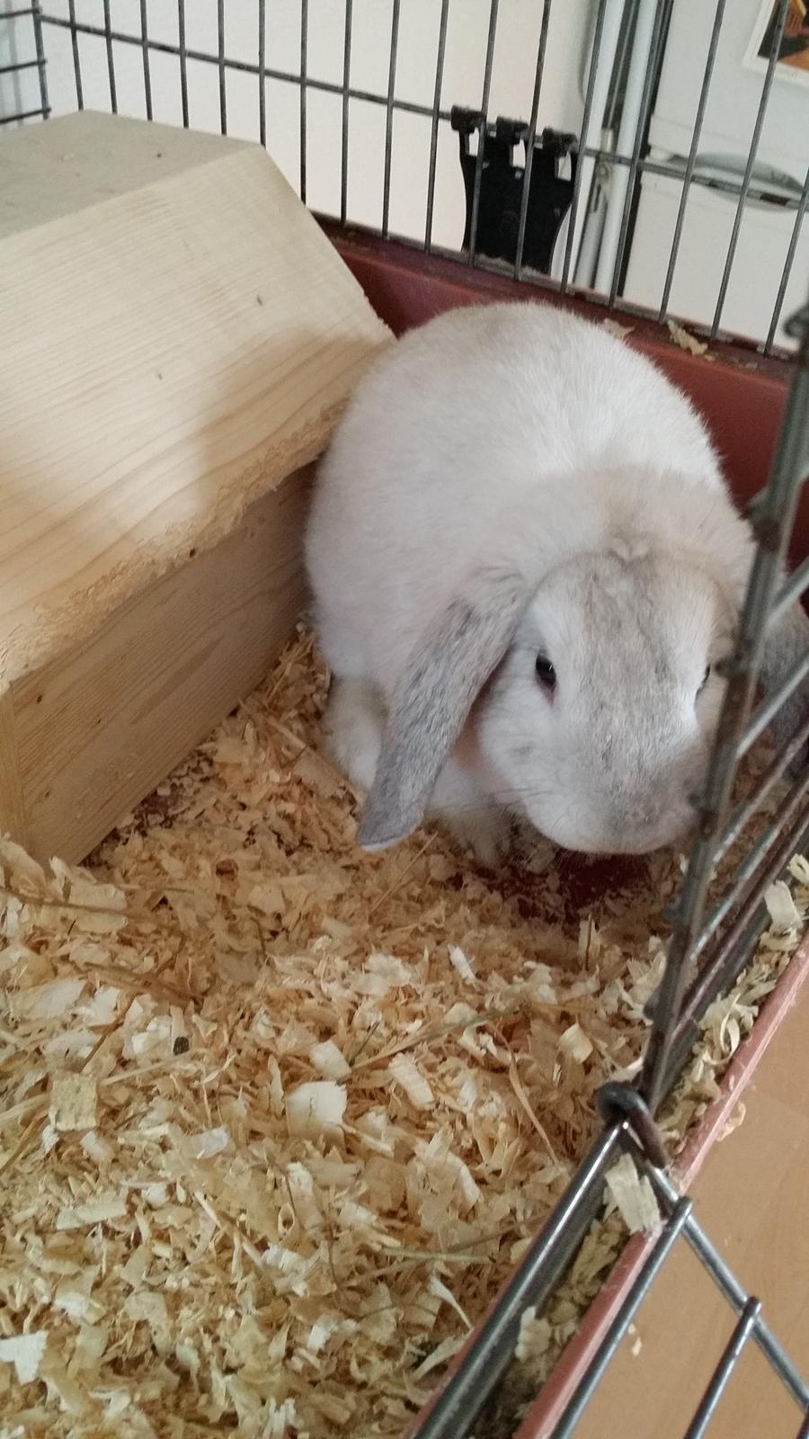 Kanin snebold billede 3