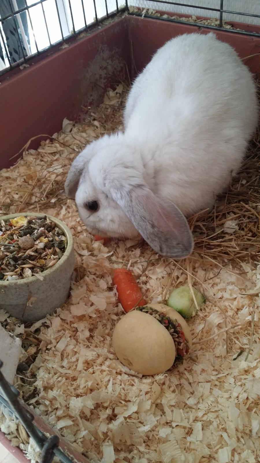 Kanin snebold billede 5