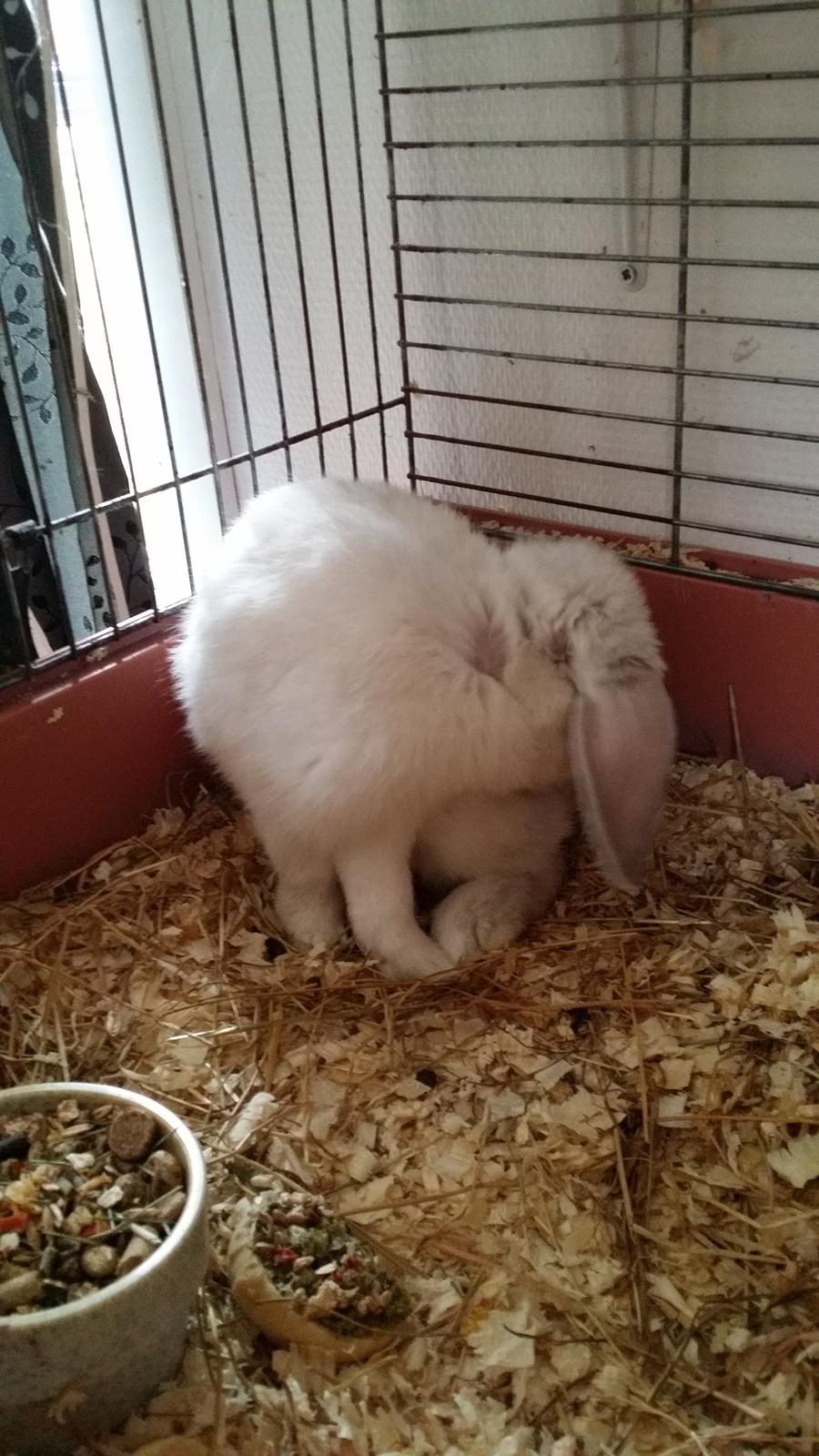 Kanin snebold - det klør billede 6