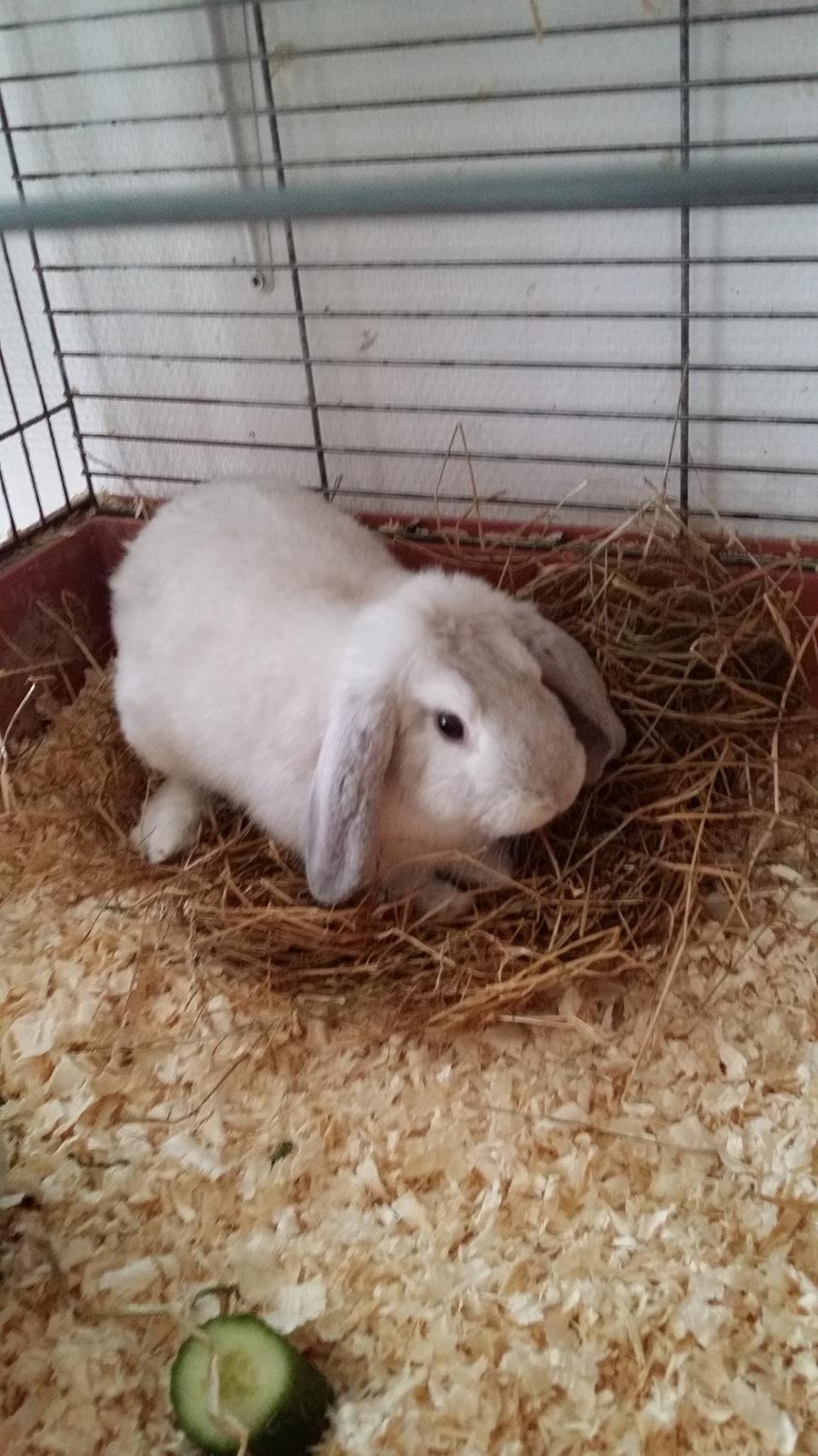 Kanin snebold - snebold billede 1