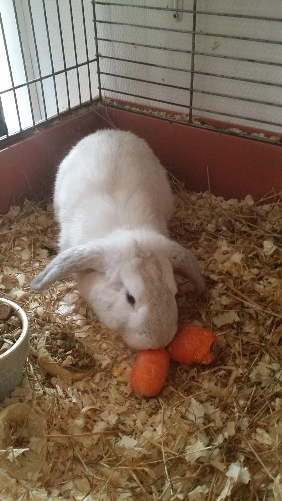Kanin snebold billede 7