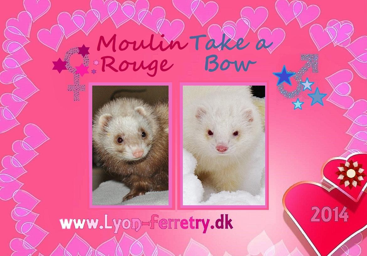 Ilder | Moulin Rouge billede 1