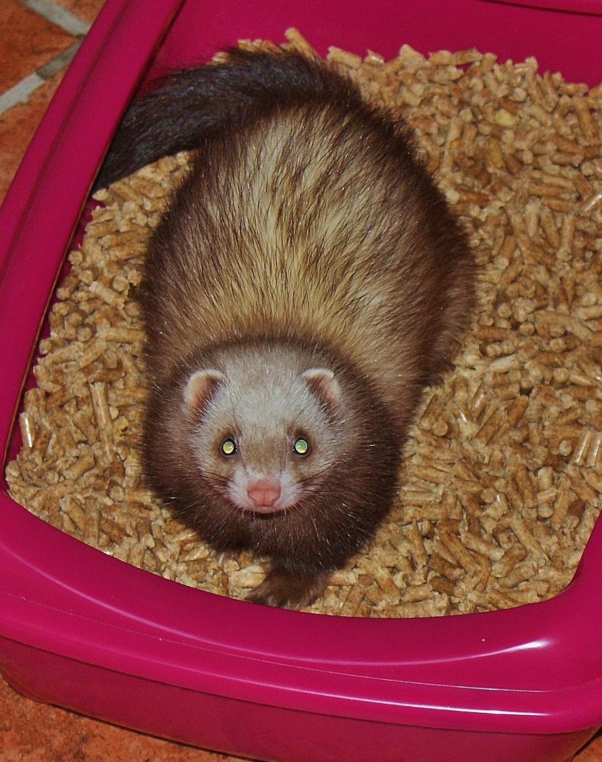 Ilder | Moulin Rouge billede 15