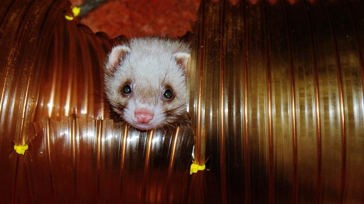 Ilder | Moulin Rouge billede 16