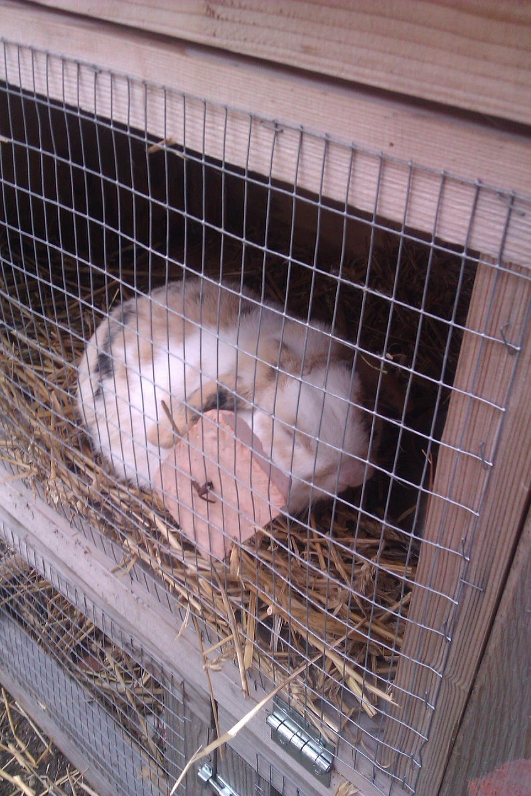 Kanin Stampe billede 1