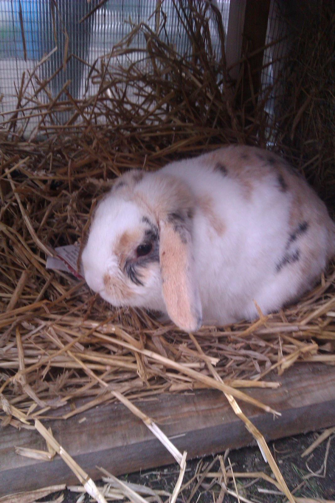 Kanin Stampe billede 2