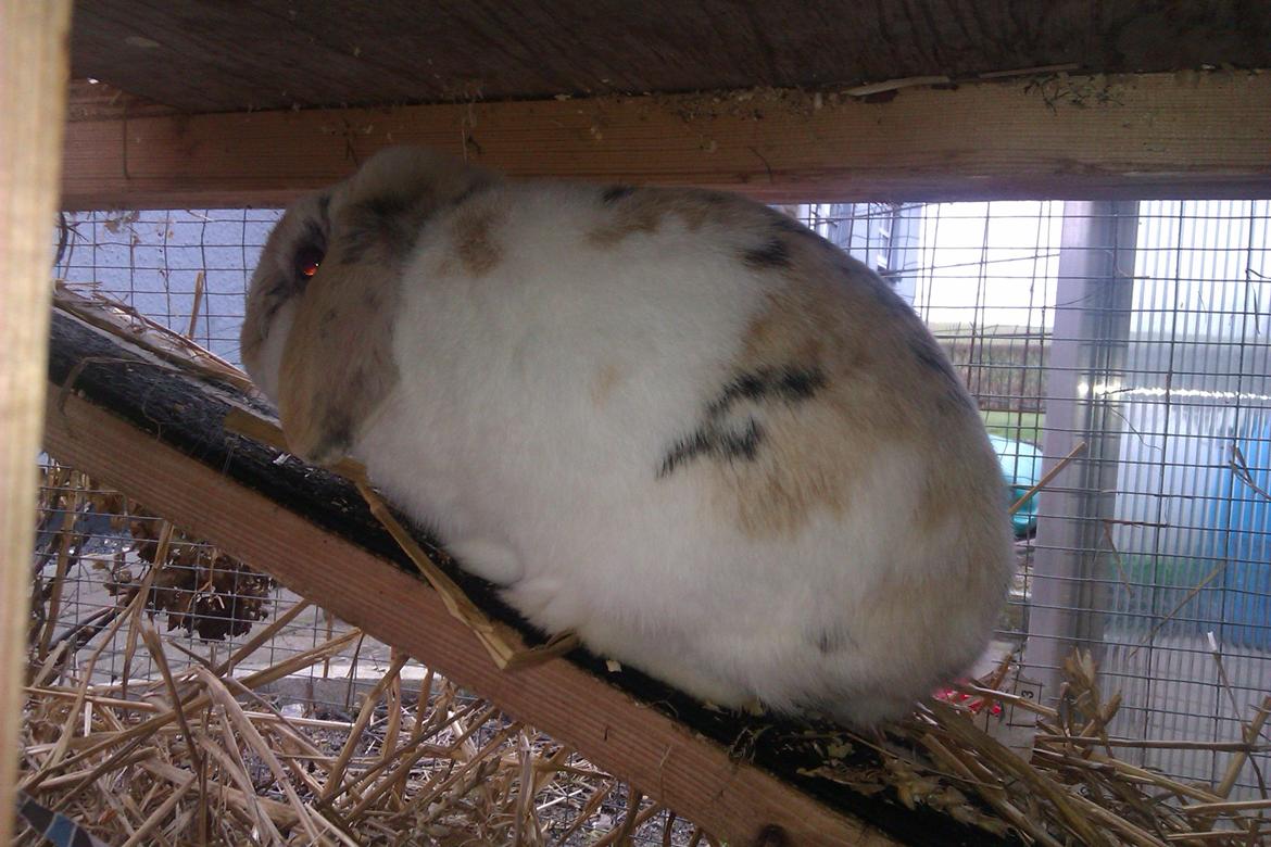 Kanin Stampe billede 3