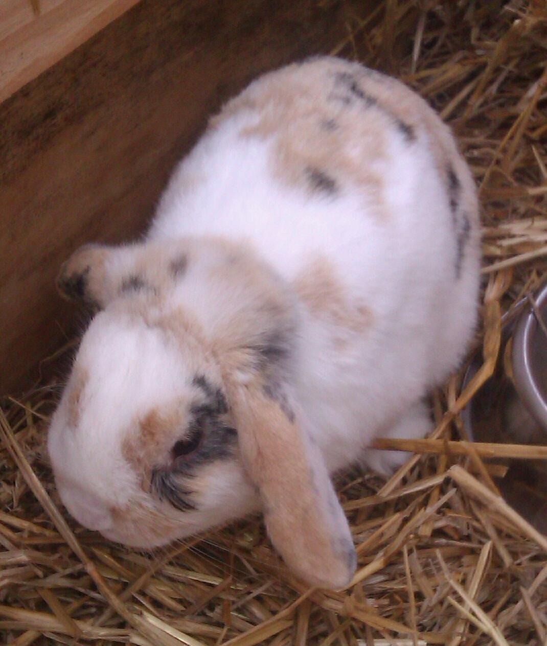 Kanin Stampe billede 4