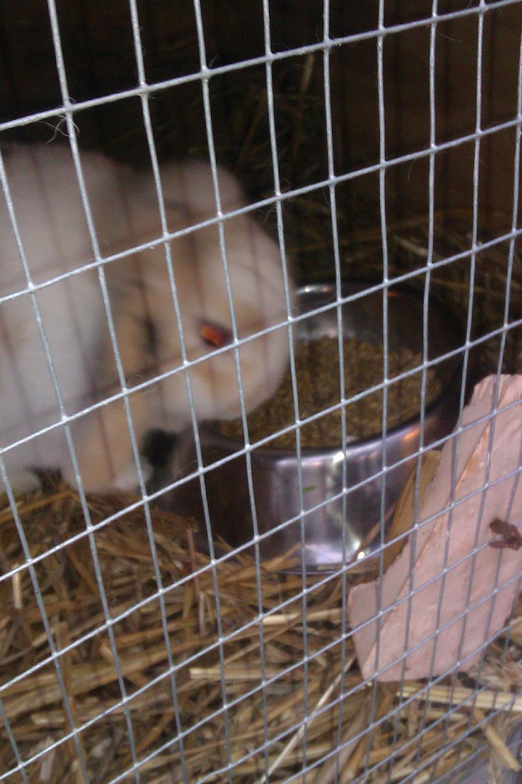 Kanin Stampe billede 5