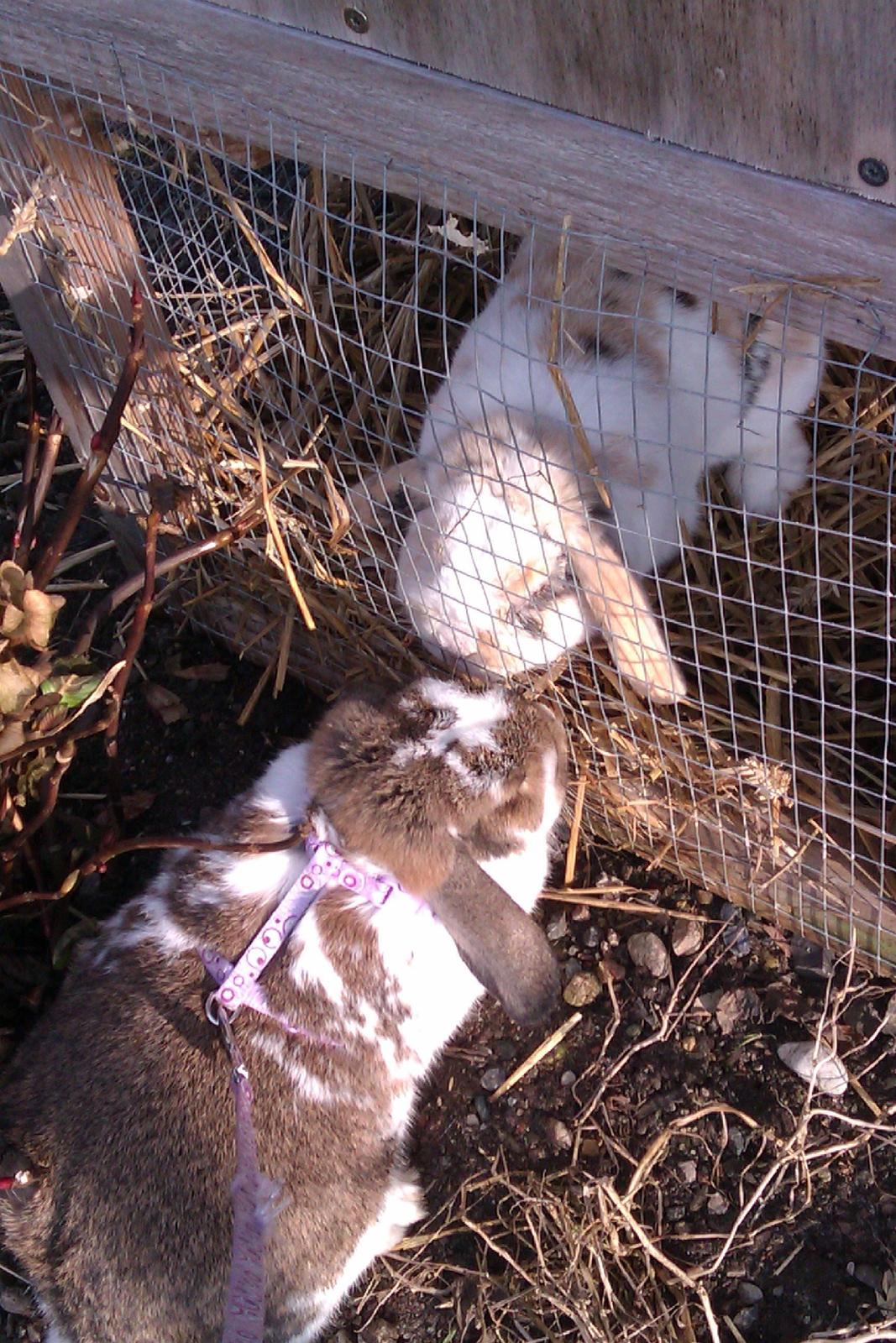 Kanin Stampe billede 6