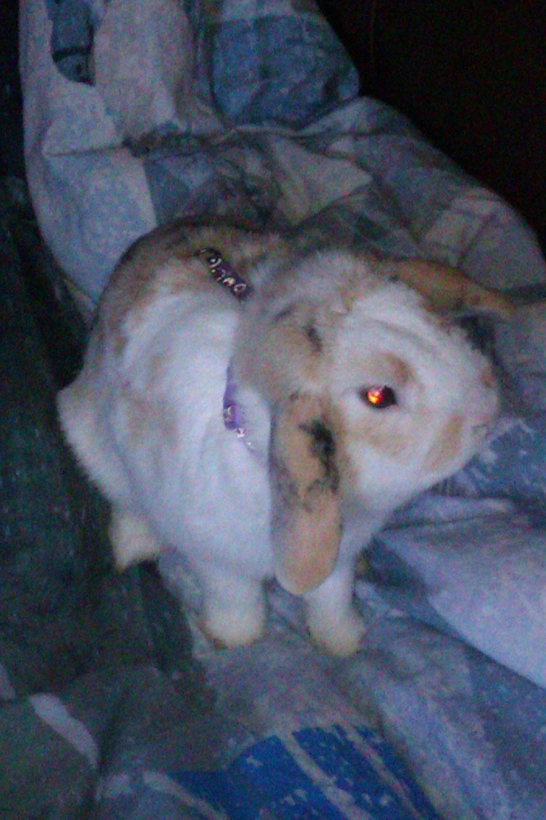 Kanin Stampe billede 7