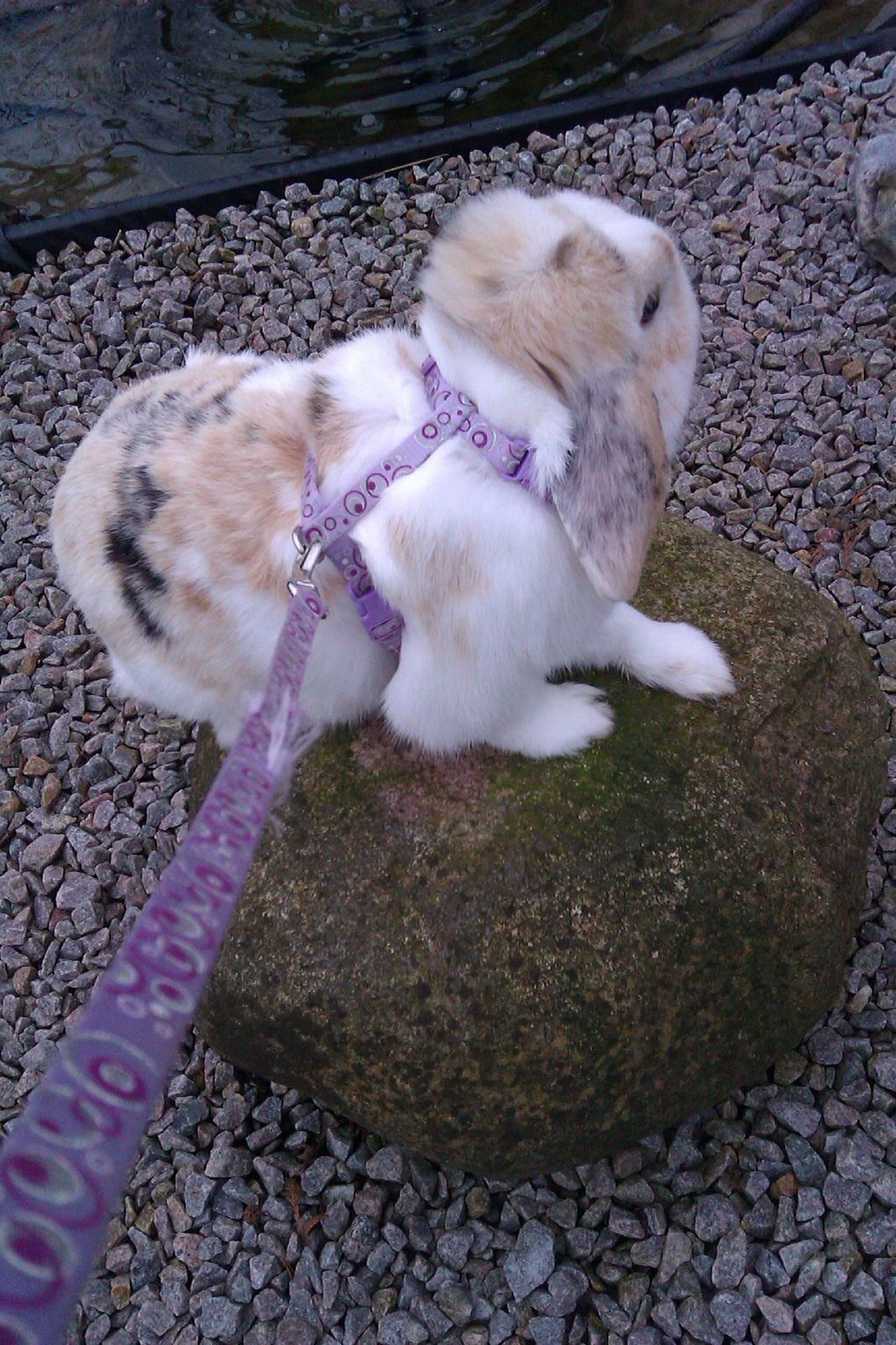 Kanin Stampe billede 8