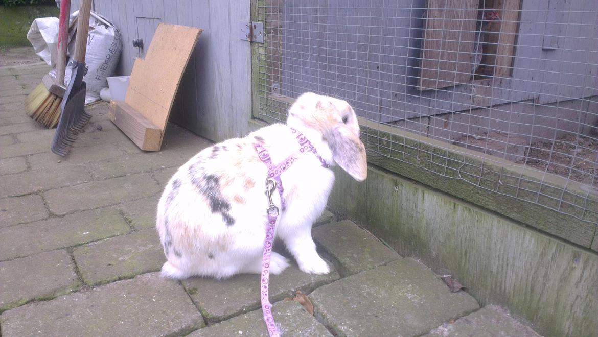 Kanin Stampe billede 9