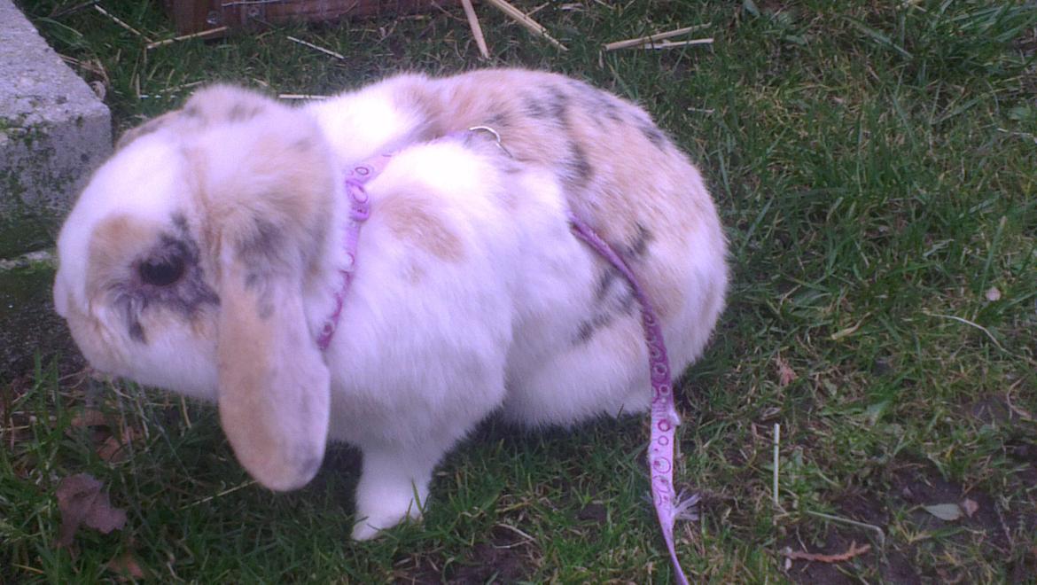 Kanin Stampe billede 10