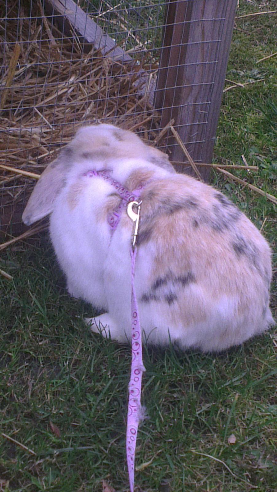 Kanin Stampe billede 11