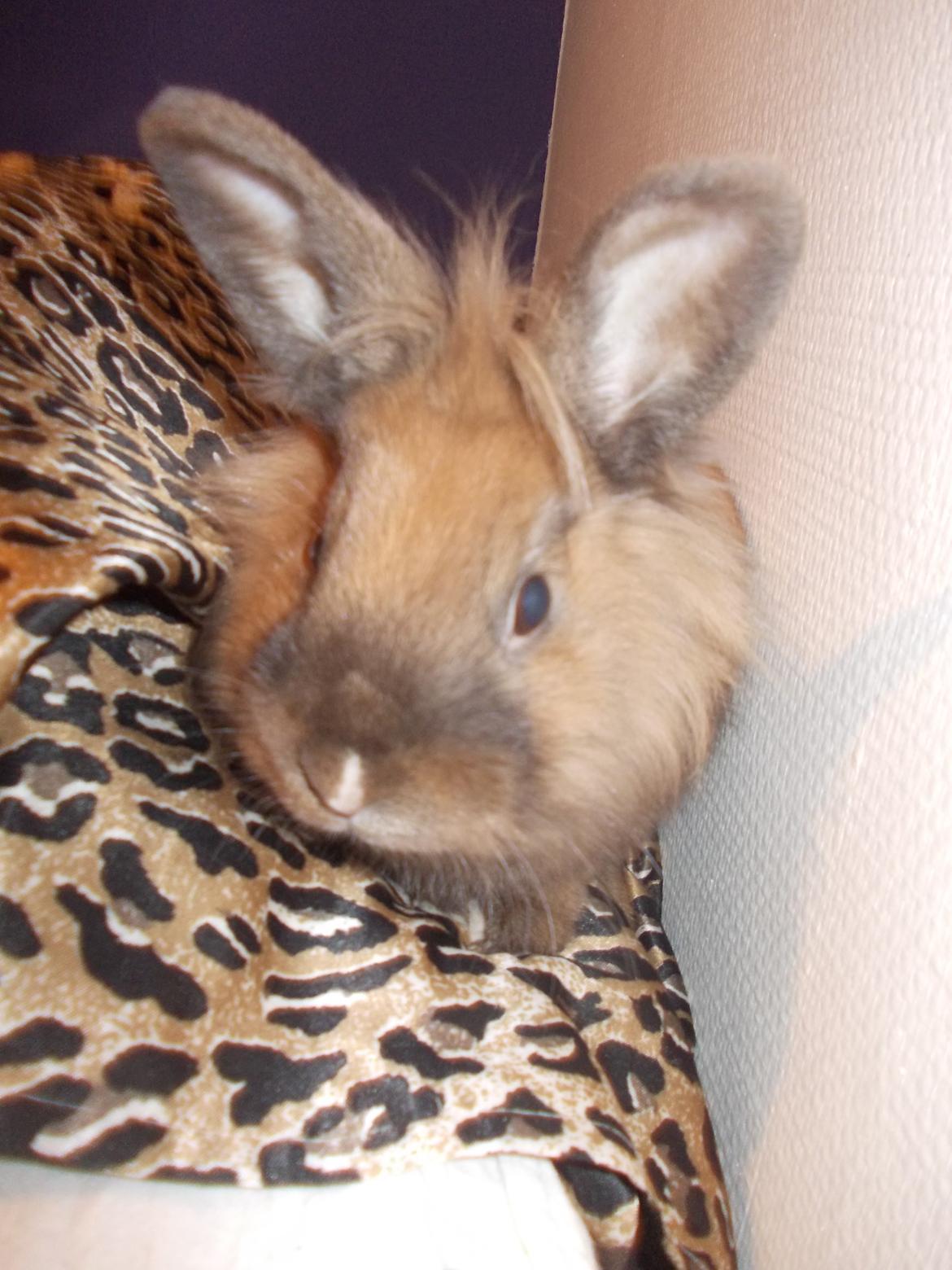 Kanin Frederik billede 2