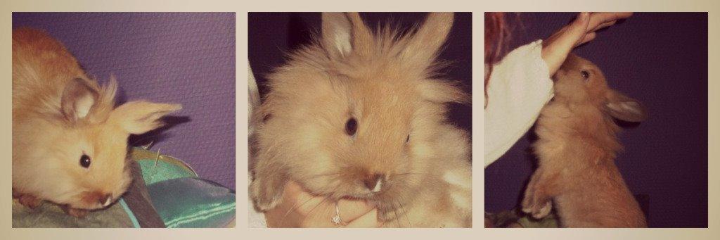 Kanin Frederik - Fra en af de første dage jeg havde ham :) billede 4