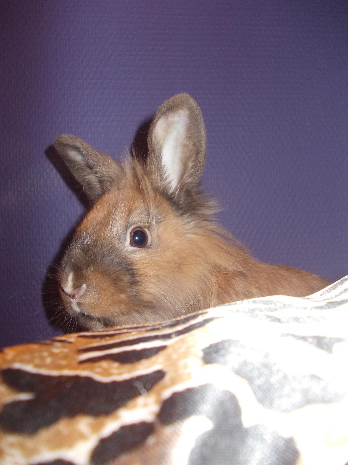 Kanin Frederik billede 3